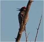 Ladder-backedWoodpecker.jpg