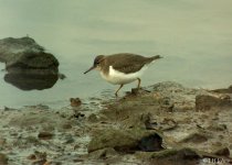 spotted-sandpiper-245.jpg