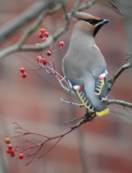 Waxwing.JPG