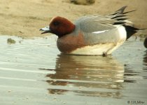 wigeon-103-f30.jpg