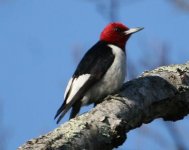 1-redhead pecker up.JPG