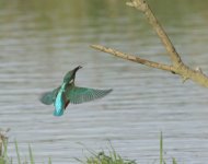 kingfisher-flight.jpg