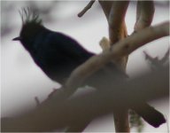 Phainopepla.jpg