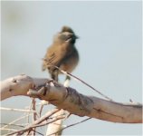 Black-throatedSparrow.jpg