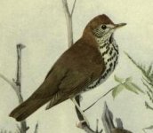 wood thrush.jpg