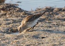 White Rumped Sandpiper 5-6-2017.jpg