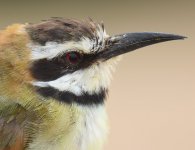 White throated Bee Eater_Dakhla_110417b.jpg