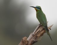 BC Bee_eater_Rissani_190417a.jpg