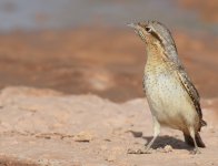 Wryneck_Gleb Jdiane_140417a.jpg