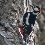 GS Woodpecker_Oukaimden_160417a.jpg