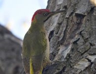 Levaillants Woodpecker_Oukaimden_160417a.jpg