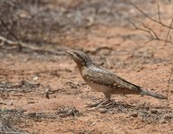 Wryneck_Gleb Jdiane_130417a.jpg