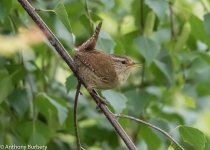 Wren-9810.jpg