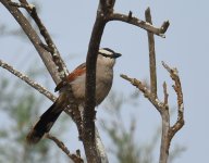 Black Crowned Tchagra_Oued Massa_100417b.jpg