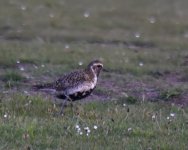 Golden Plover_Girdle Ness_270517a.jpg