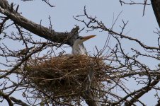 Grey Heron (1).jpg