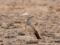 Hoopoe Lark_Gleb Jdiane_110417a.jpg