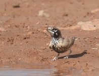 Thick Billed Lark_Gleb Jdiane_140417a.jpg