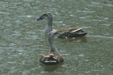 Eastern Spot-Billed Duck.jpg