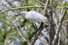 Little Egret (3).jpg