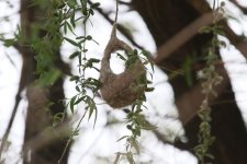 Penduline Tit nest (1).jpg