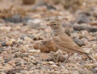 Bar Tailed Lark_Oued Jenna_120417a.jpg