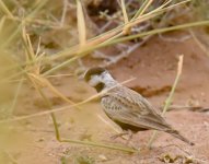 BC Sparrow Lark_Oued Jenna_120417a.jpg