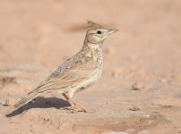 Crested Lark_Gleb Jdiane_140417a.jpg