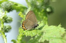 Black Hairstreak lt 1.jpg