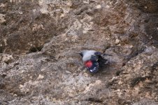 wallcreeper.JPG