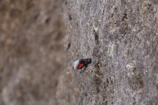 wallcreeper 4.JPG