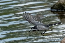 Wagtail6.jpg