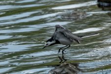 Wagtail7.jpg