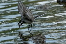 Wagtail8.jpg