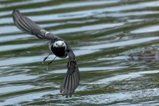 Wagtail11.jpg