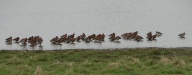 Black-tailed_Godwits_Grimley_20.04.17_BRS_WB.jpg