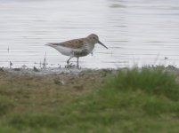 Dunlin_Grimley_CLP_20.04.17.jpg