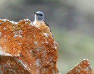 Rock Thrush.JPG