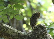 scops owl.JPG