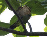 whistling green pigeon.JPG