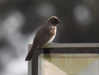 Common Bulbul_Riad Titima_080417a.jpg