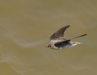 Brown Throated Martin_Oued Tensift_080417a.jpg