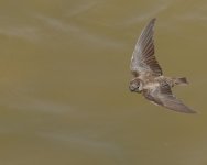 Brown Throated Martin_Oued Tensift_080417b.jpg