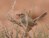 Streaked Scrub Warbler_Goulmima_180417a.jpg