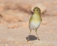 Willow Warbler_140417a.jpg