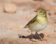 Willow Warbler_140417b.jpg