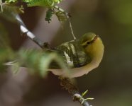 Wood Warbler_Dakhla_140417a.jpg