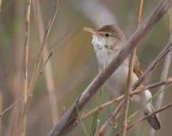 Moroccan Reed Warbler_Oued Massa_100417a.jpg
