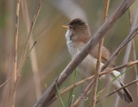 Moroccan Reed Warbler_Oued Massa_100417b.jpg