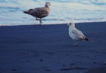 Larus_canus1.jpg